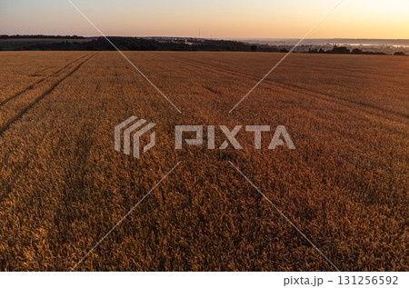 Wheat Field in Morning Golden Light Wheat Field in Morning Golden Light 131256592