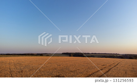 Rural wheat field view with clear blue sky Rural wheat field view with clear blue sky 131256593