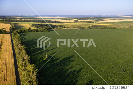 Aerial Green Sunny Summer Agriculture Farmland 131256624