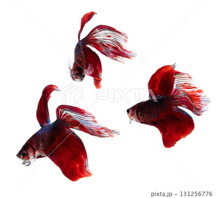 Three red Siamese fighting fish with elegant fins swimming gracefully isolated on white background, concept of aquatic pets, freedom, beauty, tropical fish, ornamental species, and underwater elegance Three red Siamese fighting fish with elegant fins swimming gracefully isolated on white background, concept of aquatic pets, freedom, beauty, tropical fish, ornamental species, and underwater elegance 131256776