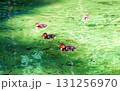 Wild Mallard cute little ducklings swimming in pond in sunny spring parkland 131256970