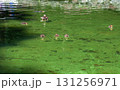 Wild Mallard duck and cute little ducklings swimming in pond in spring park 131256971
