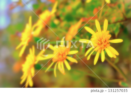 鮮やかな八重咲きの石蕗 131257035