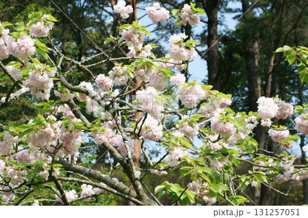 静岡県　浜松　フラワーパーク 131257051