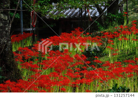 奈良県宇陀市・佛隆寺に咲く彼岸花 奈良県宇陀市・佛隆寺に咲く彼岸花 131257144