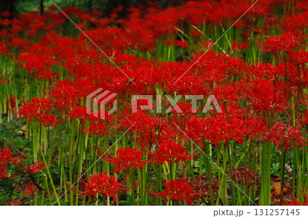 奈良県宇陀市・佛隆寺に群生する彼岸花 131257145