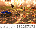 Young Muscovy goslings drink water and rest in autumn poultry yard in village, selective focus 131257172