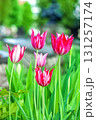 Bicolor pink and white tulips flowers growing in spring garden 131257174