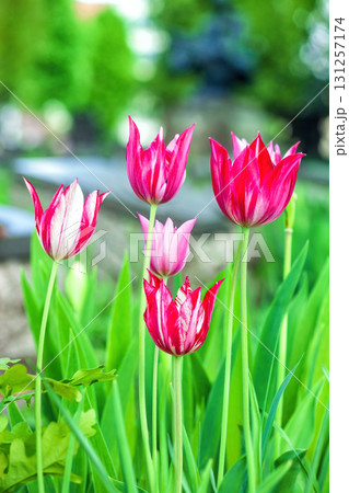 Bicolor pink and white tulips flowers growing in spring garden 131257174