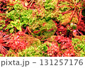 Sundews, Venus flytrap carnivorous plants growing in botanical garden top view 131257176