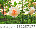 Apricot Floribunda rose grow in summer ornamental garden 131257177