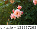Soft pink tea roses growing in summer sunlight cottage garden 131257263