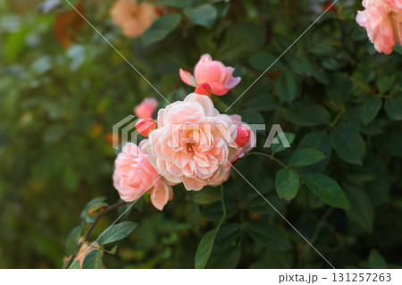 Soft pink tea roses growing in summer sunlight cottage garden 131257263