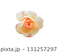 Apricot Floribunda rose isolated on white background 131257297