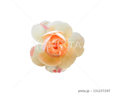 Apricot Floribunda rose isolated on white background Apricot Floribunda rose isolated on white background 131257297