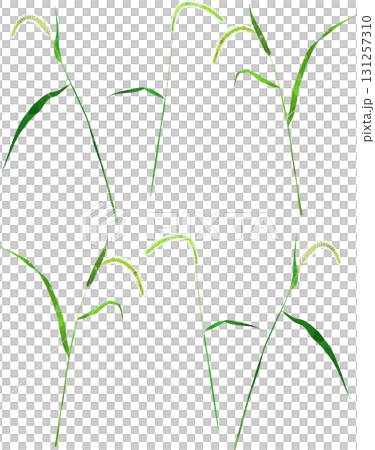 猫じゃらしのイラスト素材 ベクター 猫じゃらしのイラスト素材 ベクター 131257310