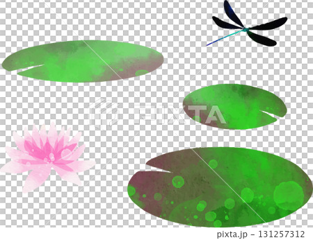 睡蓮とハグロトンボのイラスト素材　ベクター 131257312