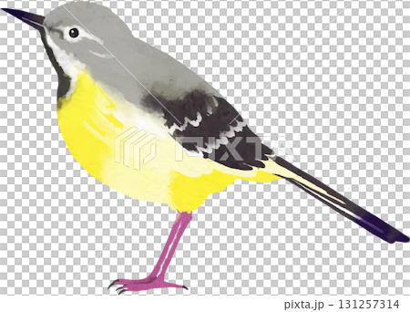 灰鶺鴒插圖素材 131257314