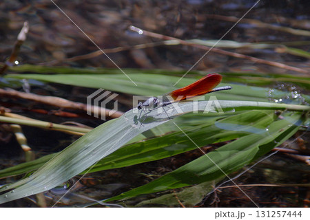 ニホンカワトンボ 橙色 ニホンカワトンボ 橙色 131257444