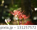 彼岸花 131257572