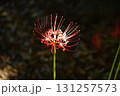 彼岸花 131257573