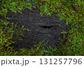 苔に覆われた黒い木肌の自然テクスチャ 131257796