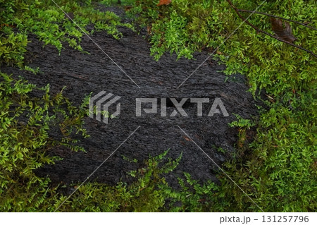 苔に覆われた黒い木肌の自然テクスチャ 131257796