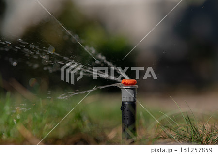 Observe the Lawn Sprinkler System at Work on a Vibrant and Healthy Green Grass Lawn 131257859