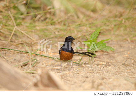 Male white-rumped shama. 131257860