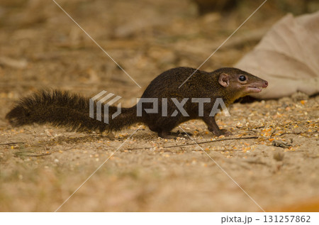 Northern treeshrew Tupaia belangeri. 131257862