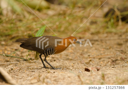 Slaty-legged crake Rallina eurizonoides telmatophila. 131257866