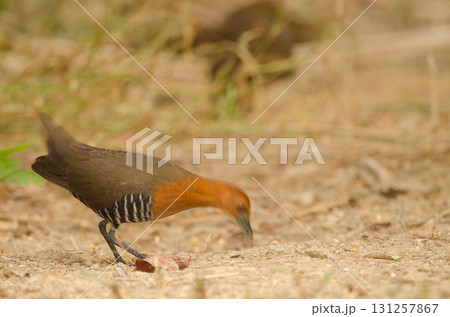 Slaty-legged crake Rallina eurizonoides telmatophila. 131257867