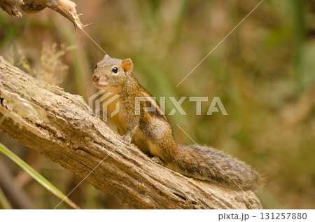 Berdmore's ground squirrel. 131257880