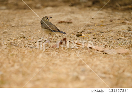 Siberian blue robin. Siberian blue robin. 131257884