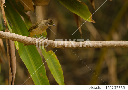 Stripe-throated bulbul Pycnonotus finlaysoni eous. 131257886