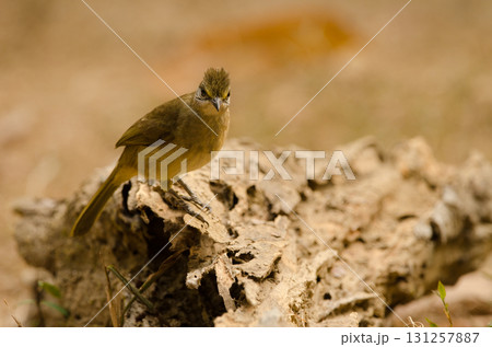 Stripe-throated bulbul Pycnonotus finlaysoni eous. Stripe-throated bulbul Pycnonotus finlaysoni eous. 131257887