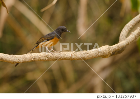 Female white-rumped shama. 131257937
