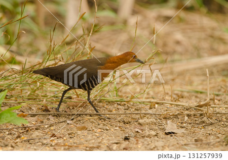 Slaty-legged crake Rallina eurizonoides telmatophila. 131257939