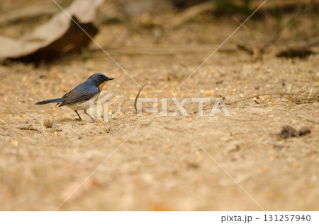 Tickell's blue flycatcher. Tickell's blue flycatcher. 131257940