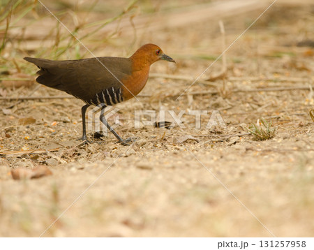 Slaty-legged crake Rallina eurizonoides telmatophila. Slaty-legged crake Rallina eurizonoides telmatophila. 131257958