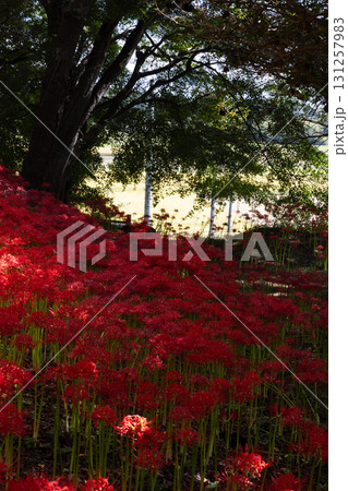 大崎市古川市羽黒山公園の彼岸花 131257983