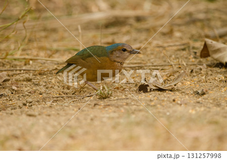 Blue-rumped pitta Hydrornis soror soror. Blue-rumped pitta Hydrornis soror soror. 131257998
