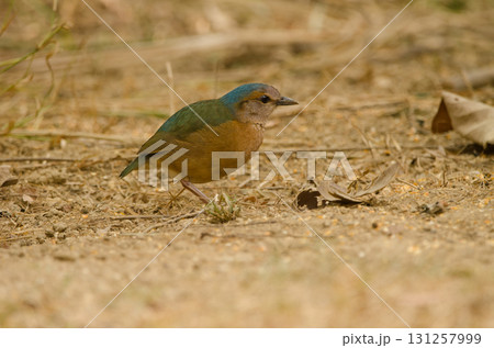 Blue-rumped pitta Hydrornis soror soror. 131257999