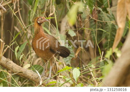 Female red junglefowl. Female red junglefowl. 131258016