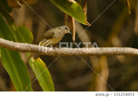 Stripe-throated bulbul Pycnonotus finlaysoni eous. 131258053