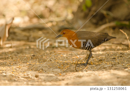 Slaty-legged crake Rallina eurizonoides telmatophila. 131258061