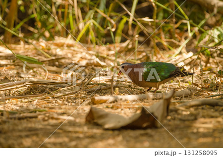 Common emerald dove. Common emerald dove. 131258095