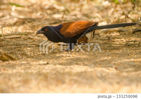 Greater coucal Centropus sinensis intermedius. 131258096