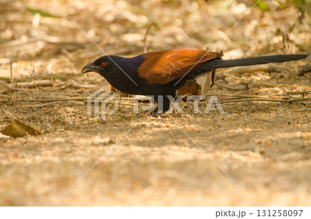 Greater coucal Centropus sinensis intermedius. 131258097