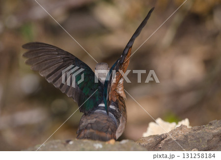 Common emerald dove. 131258184
